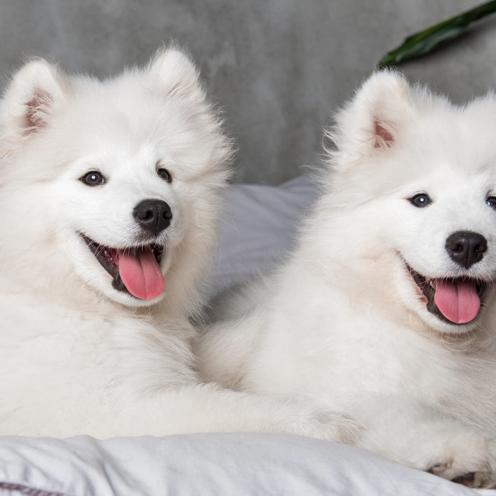 Perchè il cane perde il pelo?