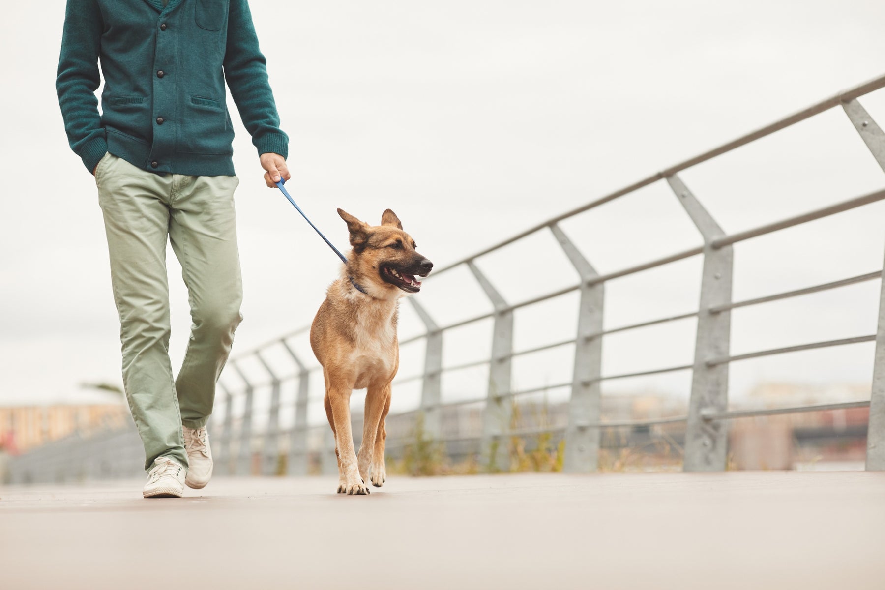 Di quanto esercizio ha bisogno un cane al giorno?