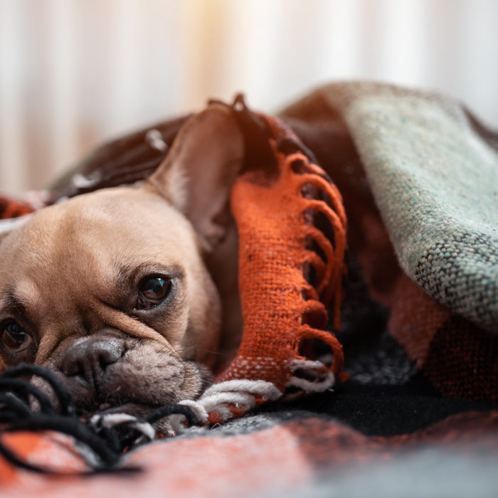 Cosa sognano i cani mentre dormono?