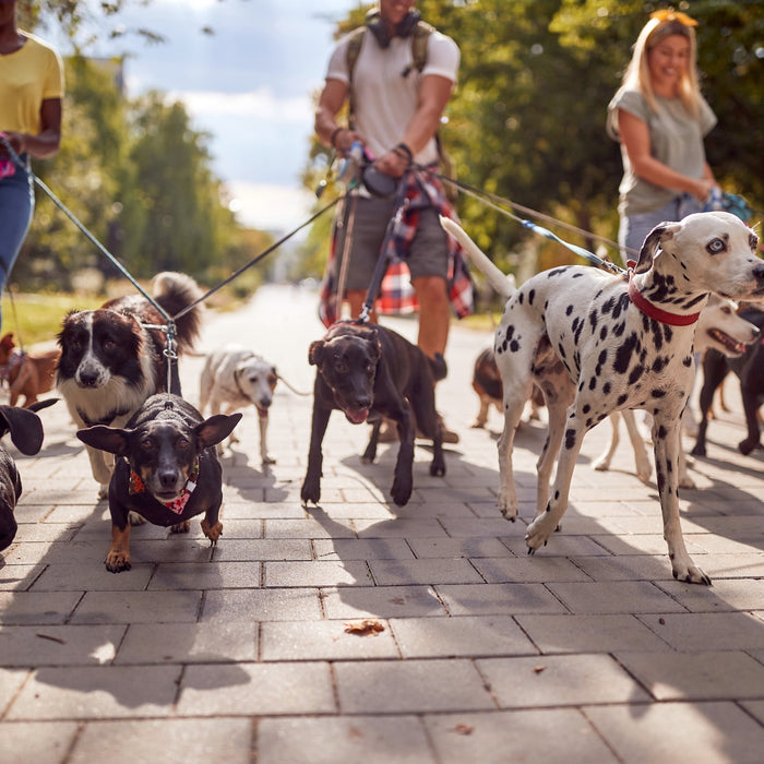 Quante razze di cani esistono nel mondo?