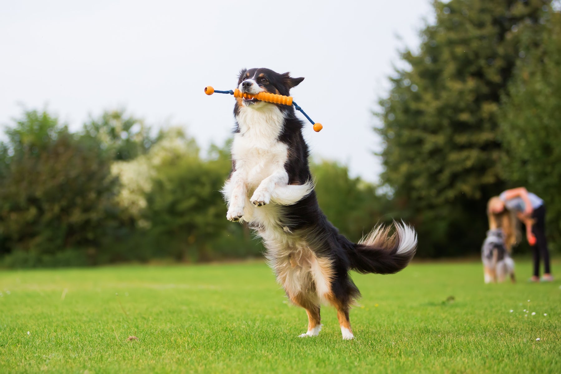 Addestramento del Cane: Sai come educare il tuo animale domestico?