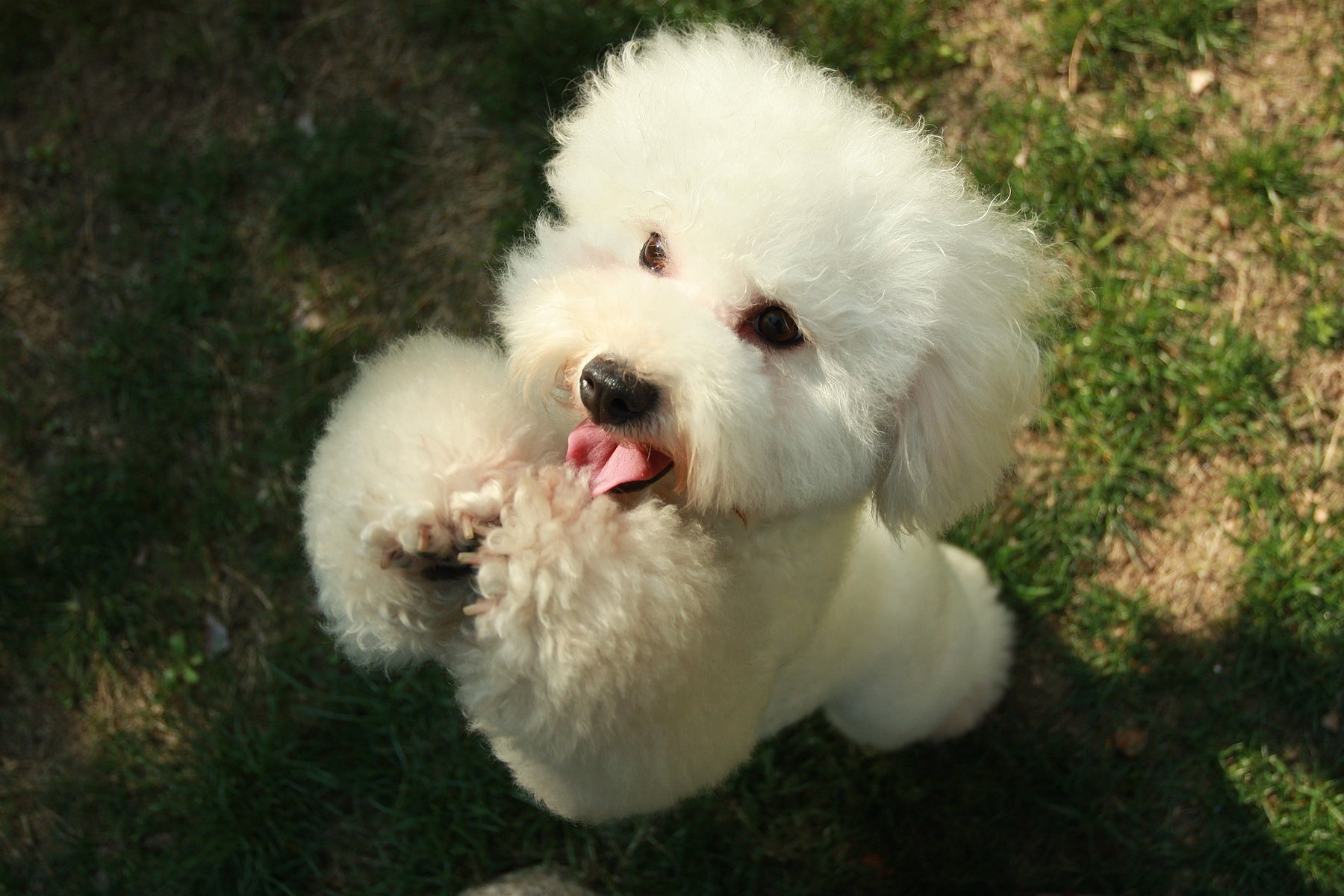 Il Barboncino: un cane nobile